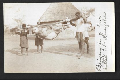 Northern Rhodesia 1906 postcard 'Bringing in a Lion Killed at Livingstone'